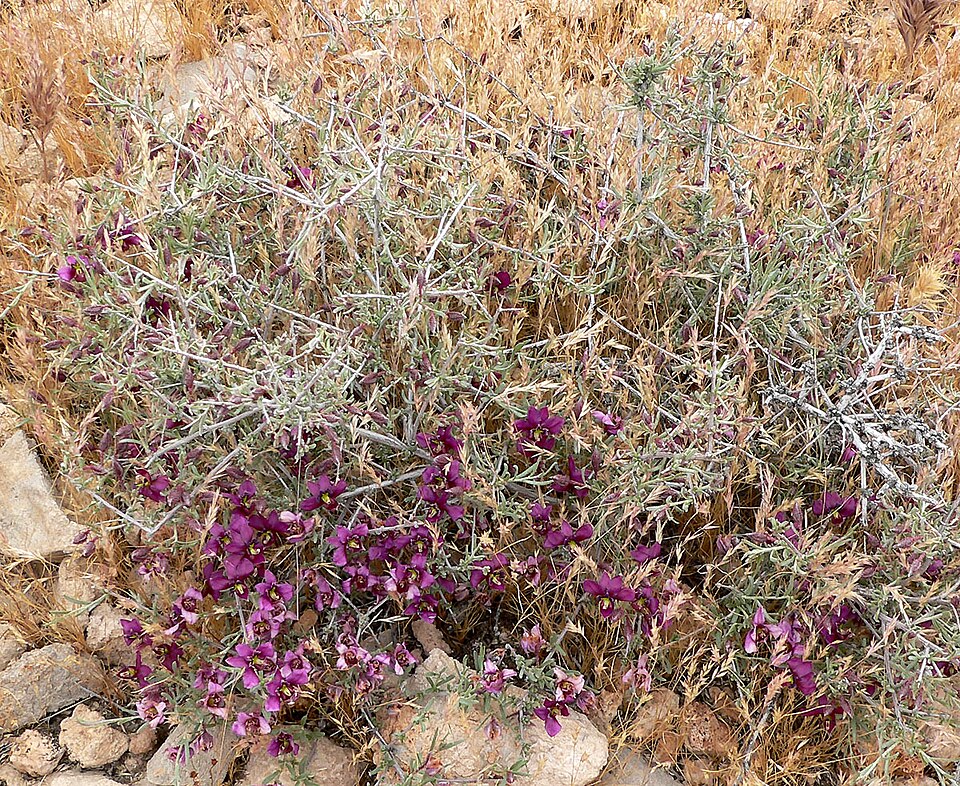 Krameria erecta (Littleleaf Rhatany)