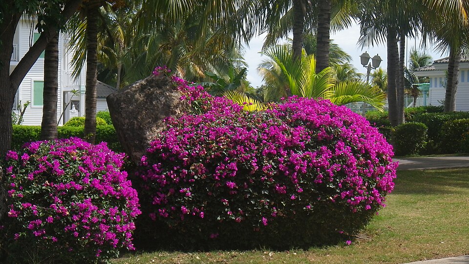 Bougainvillea (bougainvilleas)