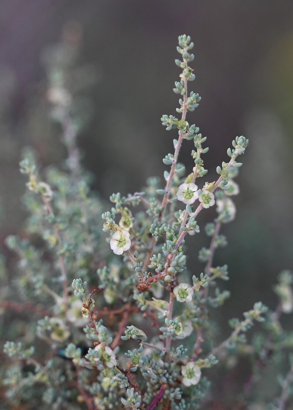 Maireana brevifolia (Short-leaf Bluebush) (alternate view 9)