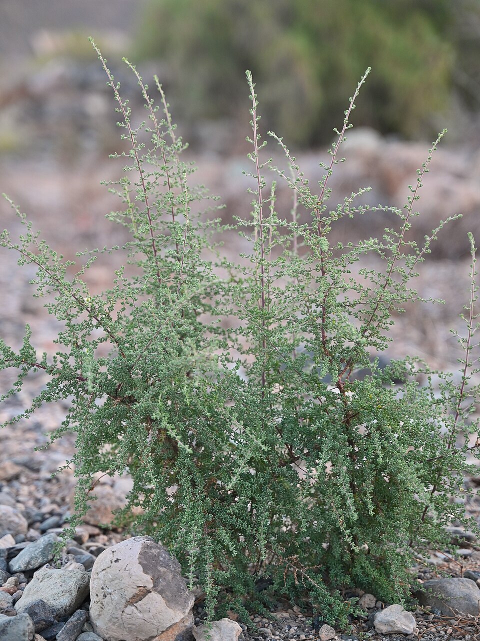 Maireana brevifolia (Short-leaf Bluebush) (alternate view 10)