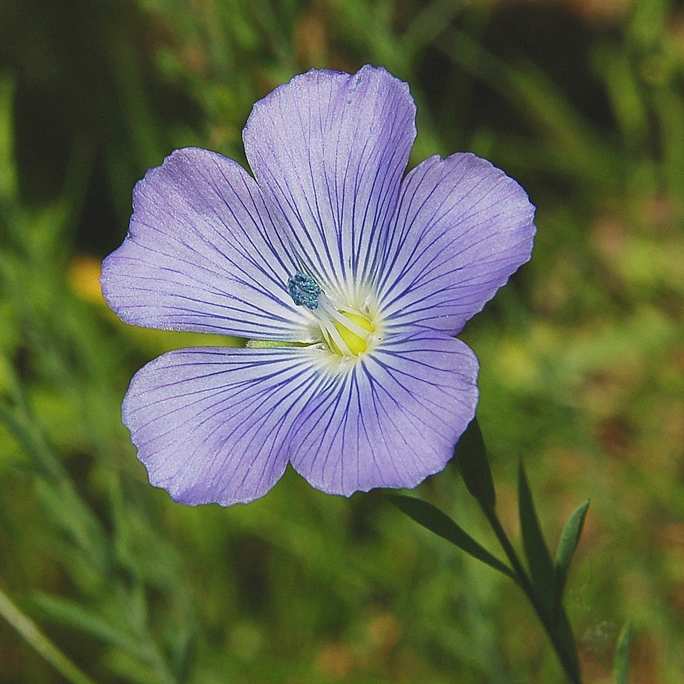 Linum bienne (Pale flax)
