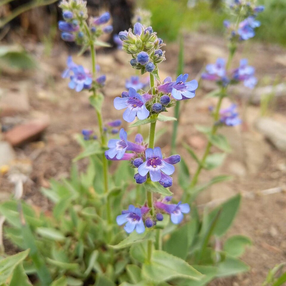 Penstemon pruinosus (Chelan Penstemon) (alternate view 7)
