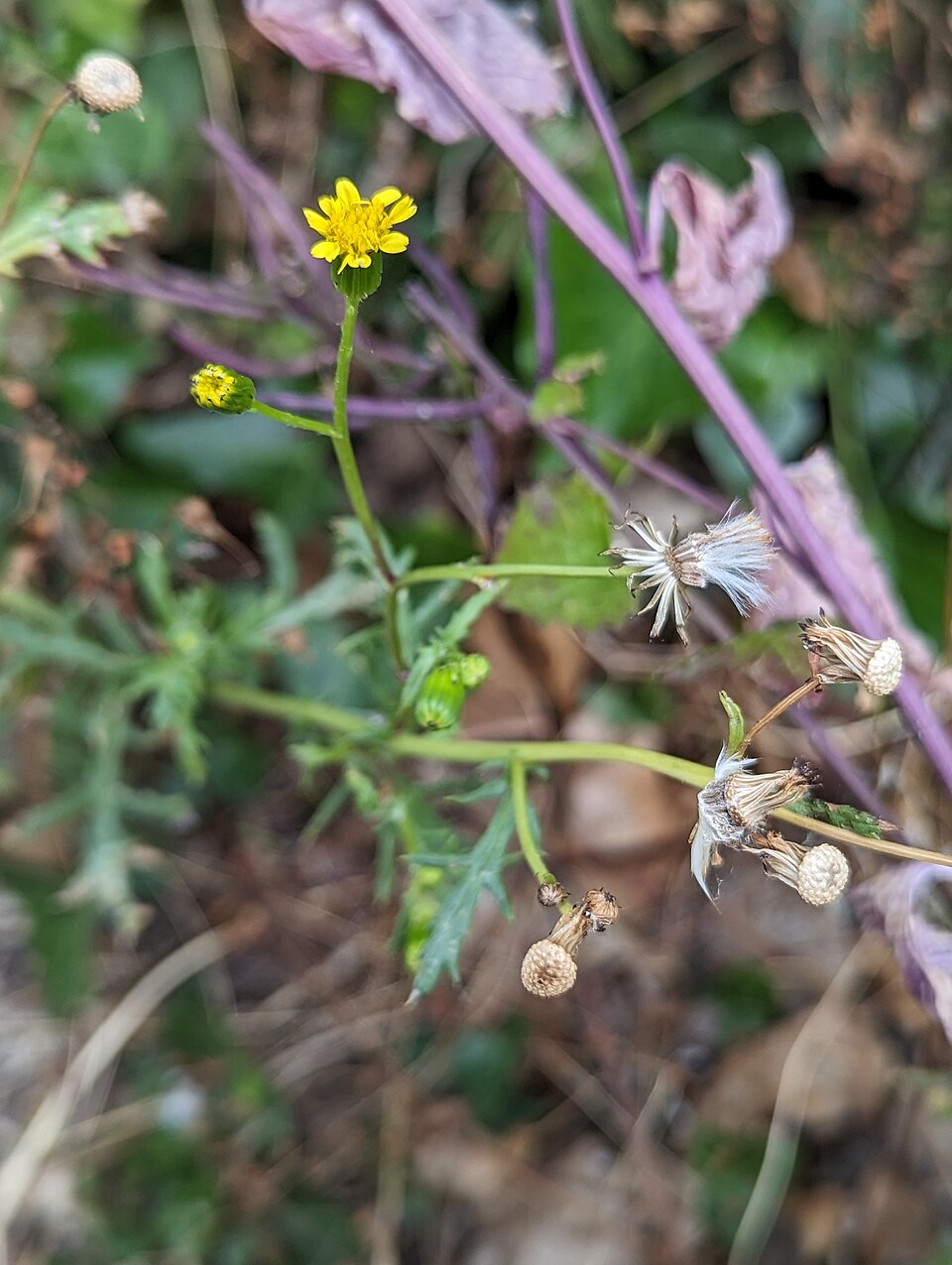 Senecio (groundsels) (alternate view 6)