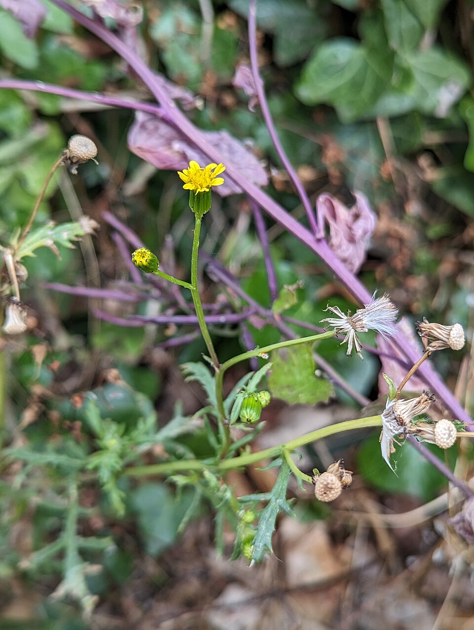 Senecio (groundsels) (alternate view 7)