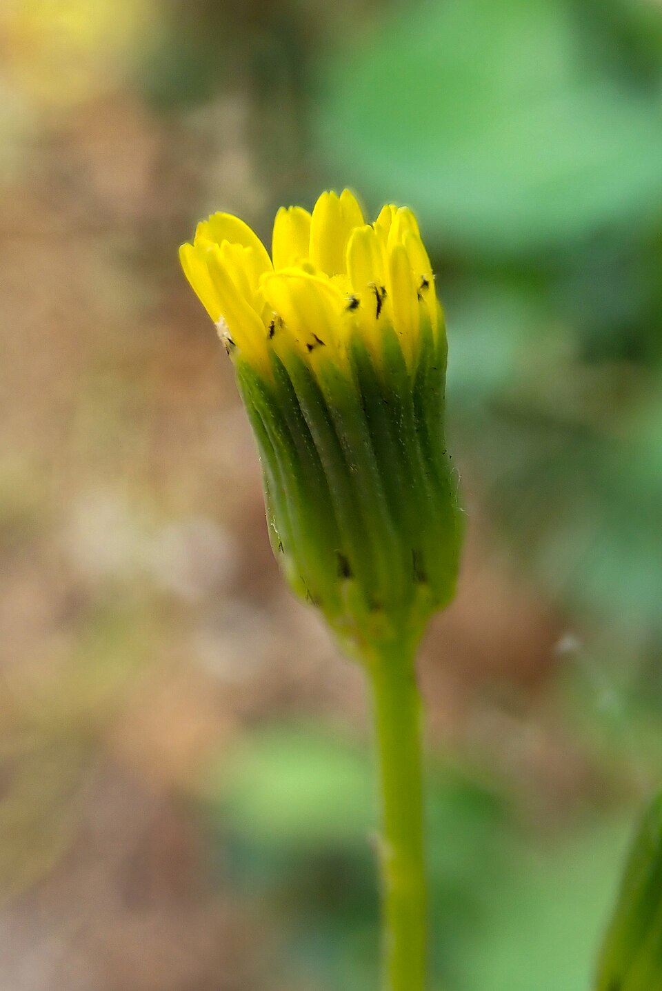 Senecio (groundsels) (alternate view 8)
