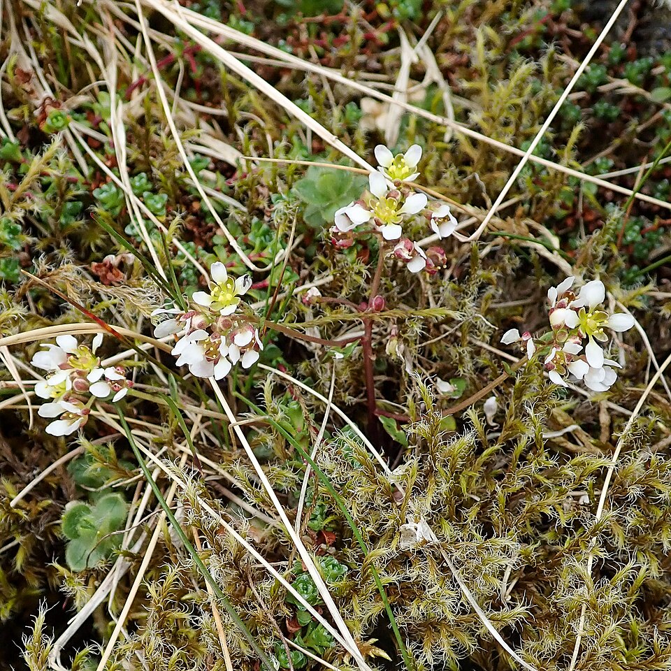 Cochlearia (Scurvygrasses) (alternate view 3)