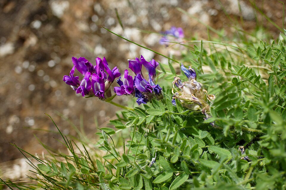 Oxytropis (Locoweed) (alternate view 3)