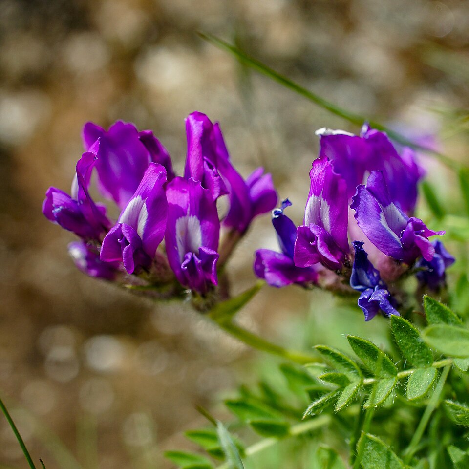 Oxytropis (Locoweed) (alternate view 4)