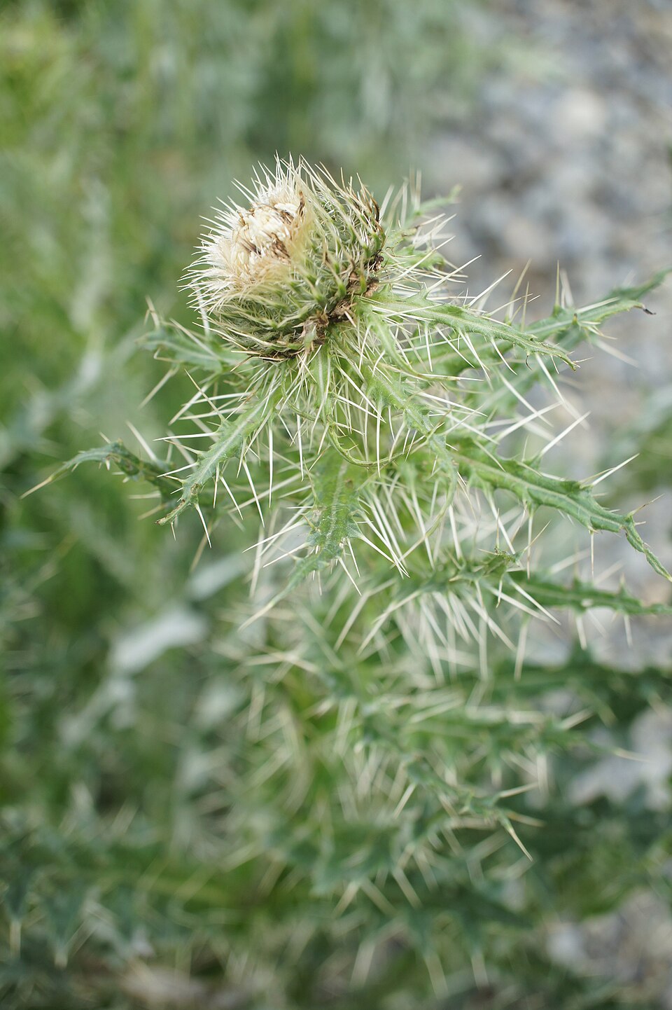 Cirsium (Plume Thistles) (alternate view 10)