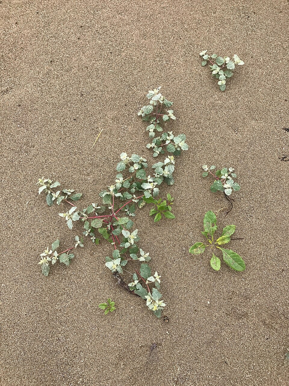 Atriplex laciniata (Frosted Orache)