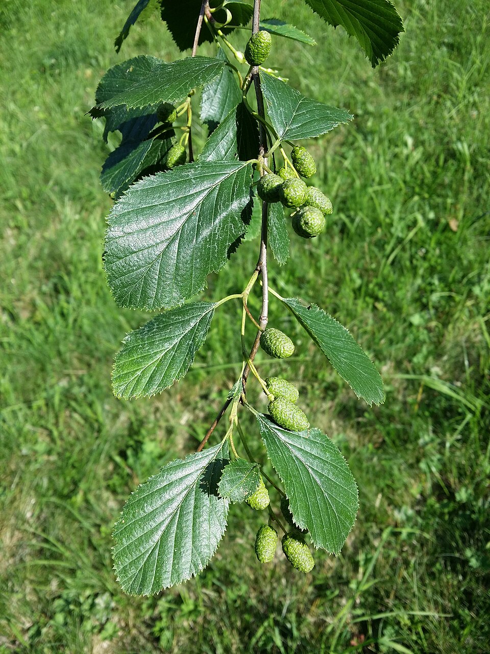 Alnus alnobetula (green alder) (alternate view 6)