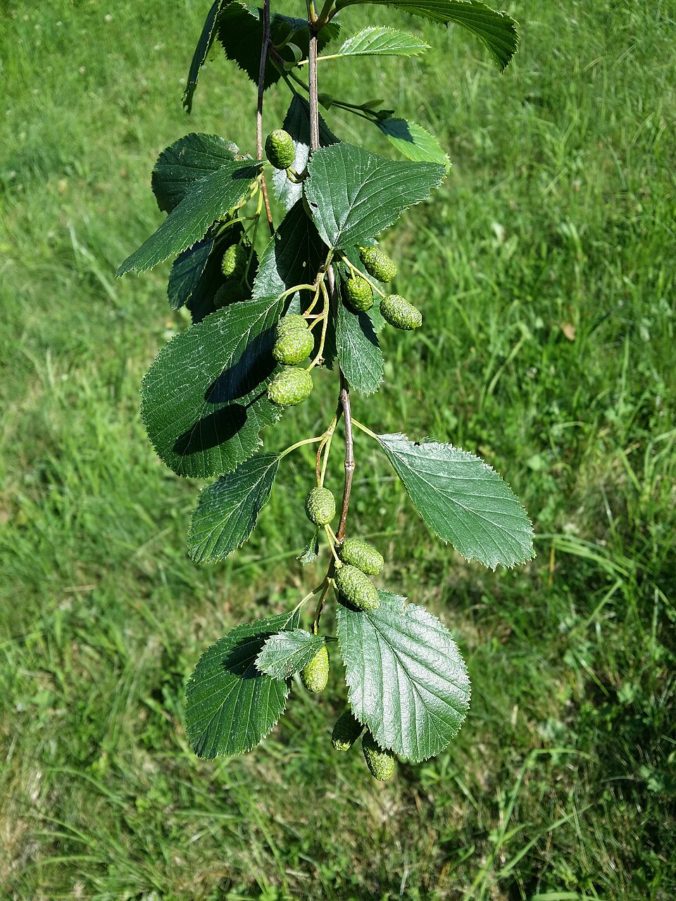 Alnus alnobetula (green alder) (alternate view 7)