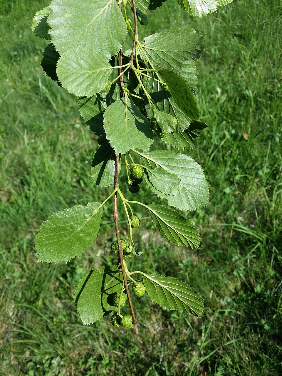 Alnus alnobetula (green alder) (alternate view 8)