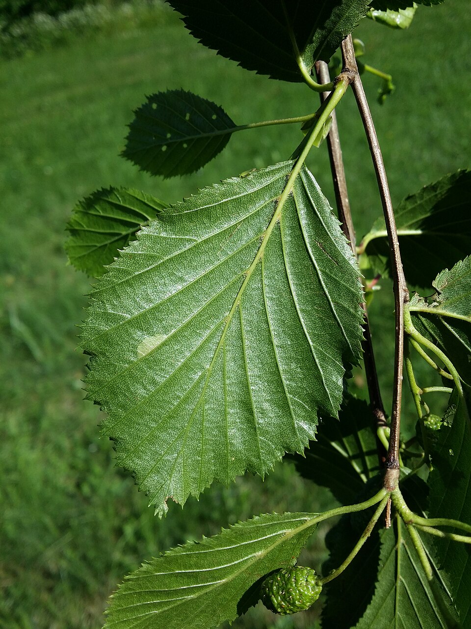 Alnus alnobetula (green alder) (alternate view 9)