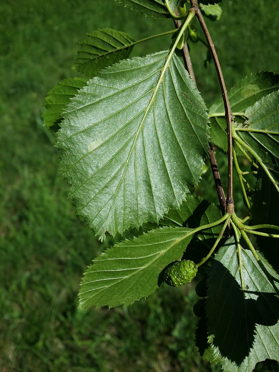 Alnus alnobetula (green alder) (alternate view 10)