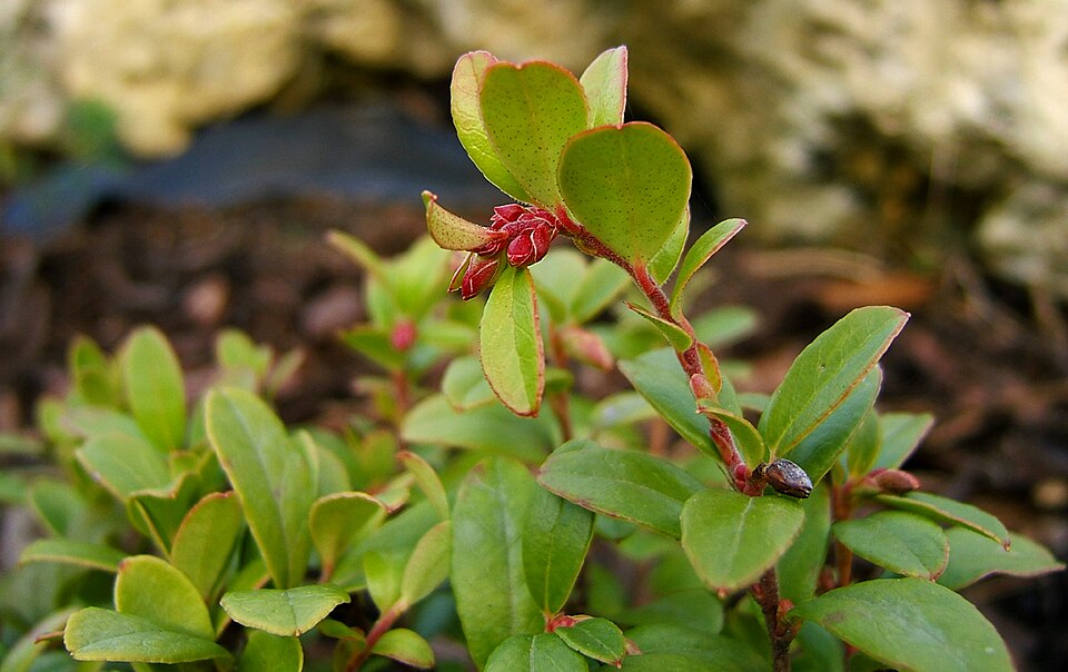 Vaccinium vitis-idaea (Lingonberry)