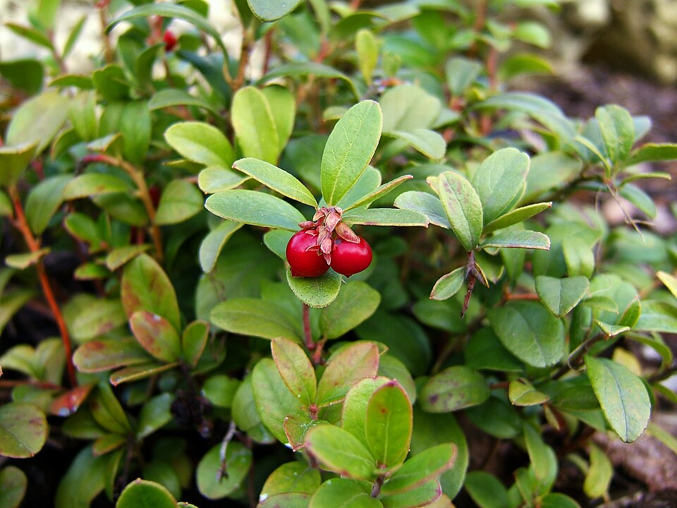 Vaccinium vitis-idaea (Lingonberry)