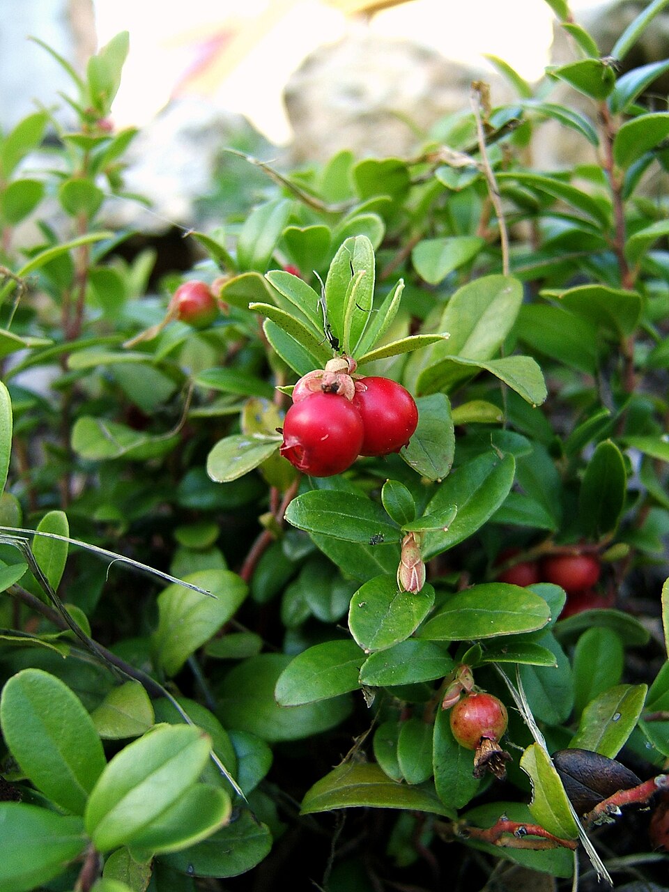 Vaccinium vitis-idaea (Lingonberry)