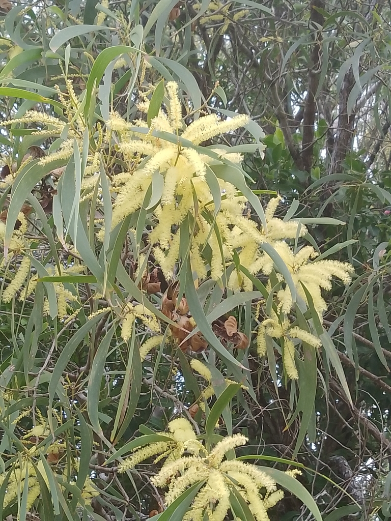 Acacia disparrima (Southern Salwood) (alternate view 6)