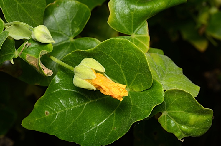 Abutilon (Indian mallows) (alternate view 2)