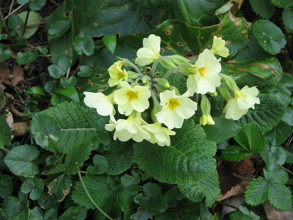 Primula (polyanthus) (alternate view 9)