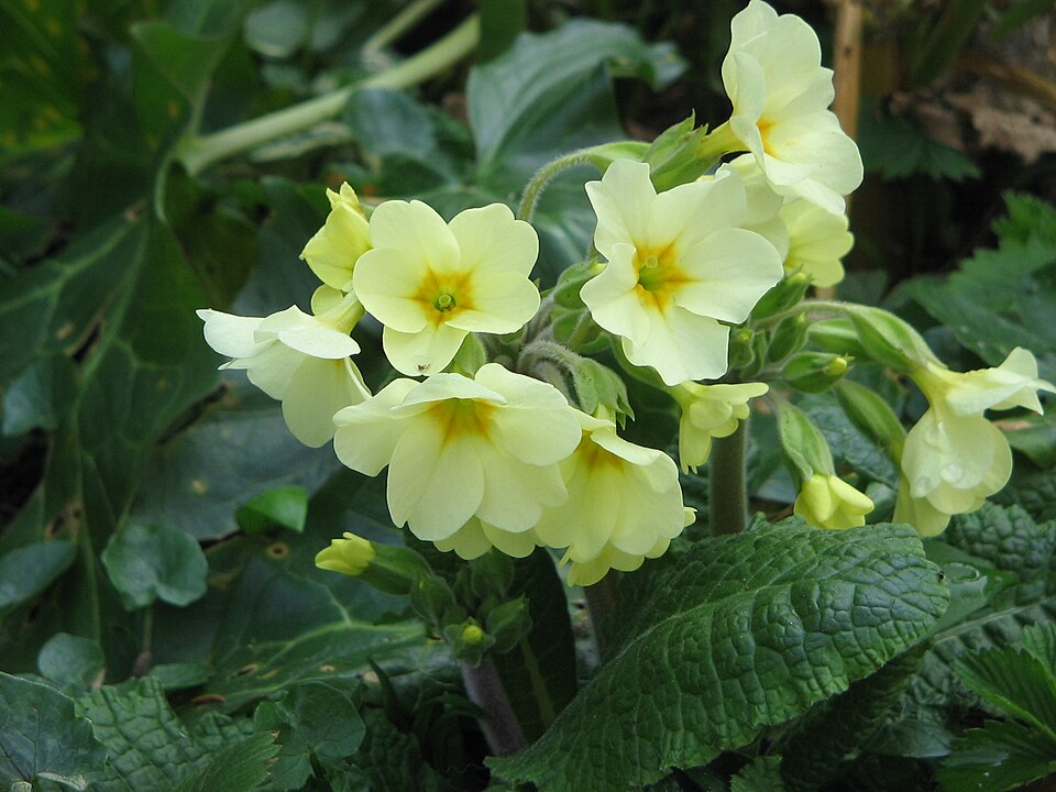 Primula (polyanthus) (alternate view 10)