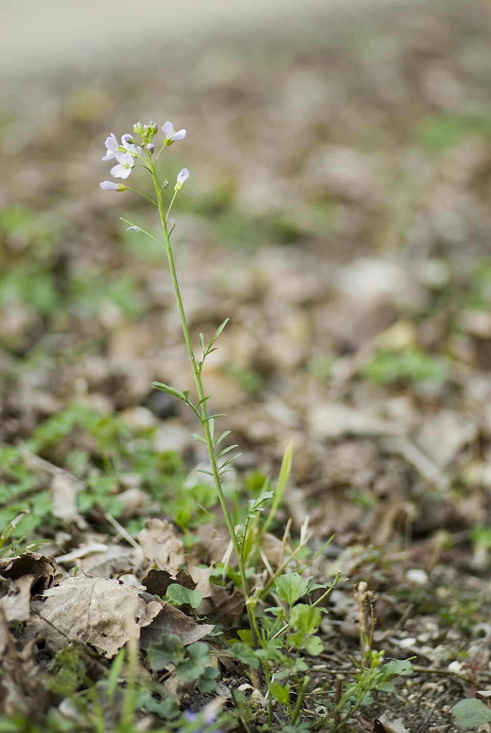 Cardamine pratensis (Cuckooflower)