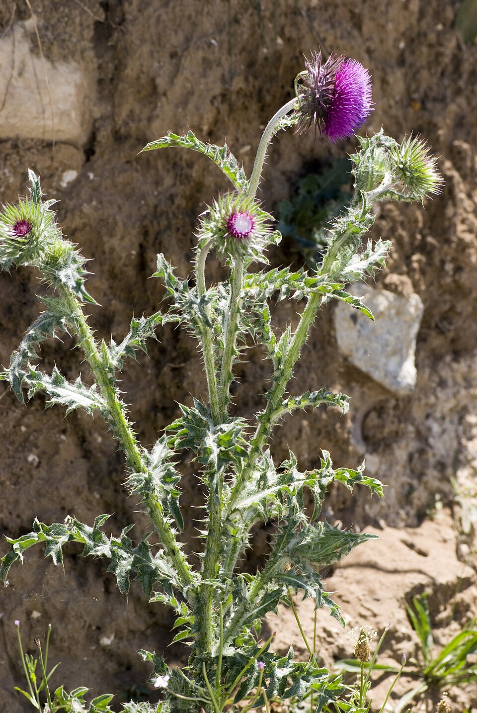Carduus nutans (musk thistle)