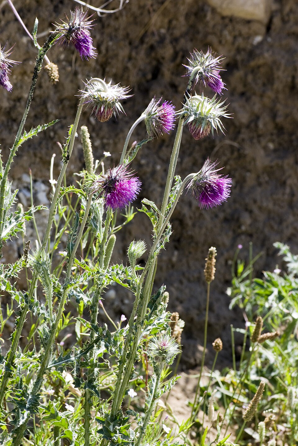 Carduus nutans (musk thistle)