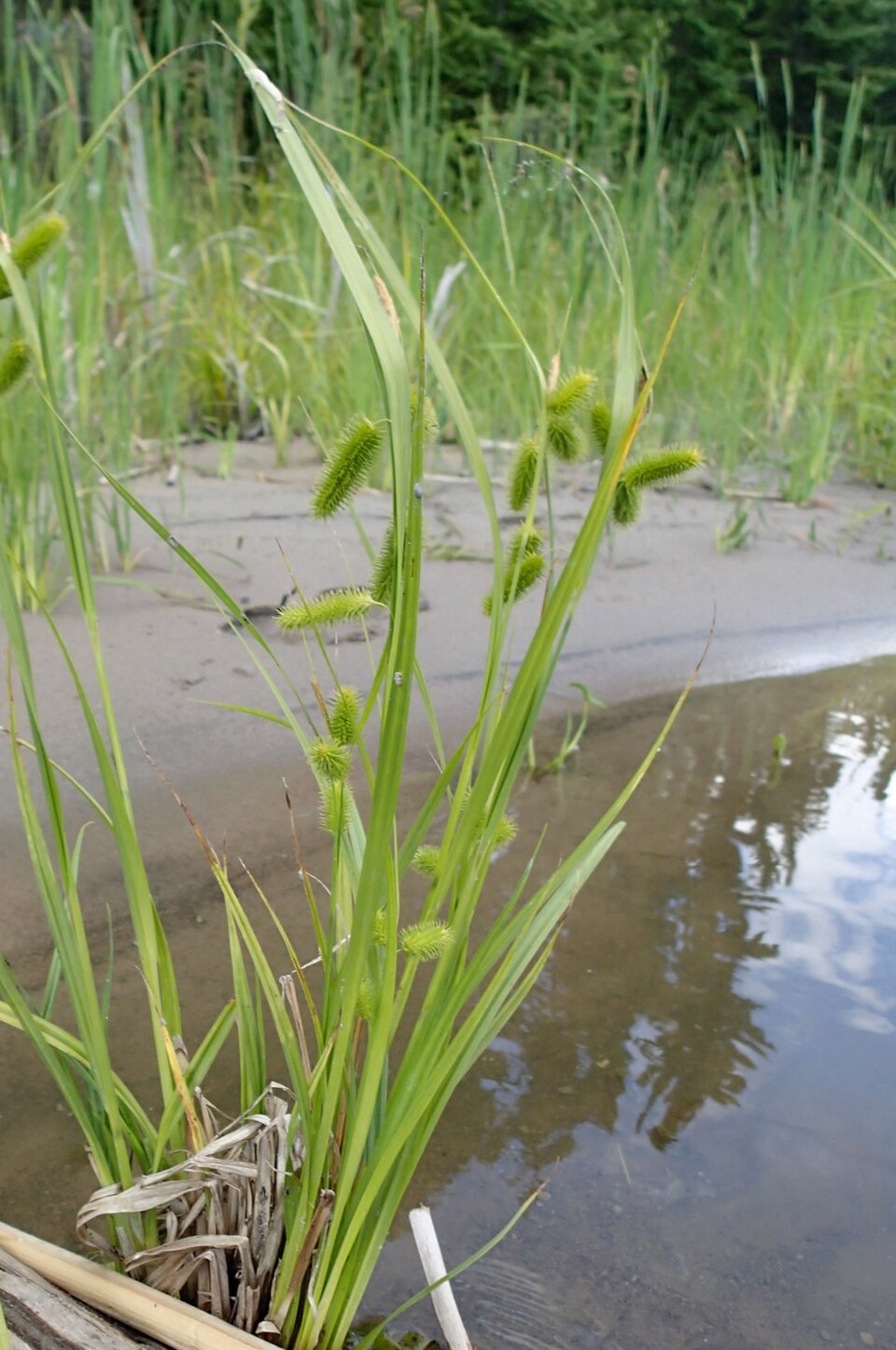 Carex comosa (Longhair Sedge) (alternate view 8)