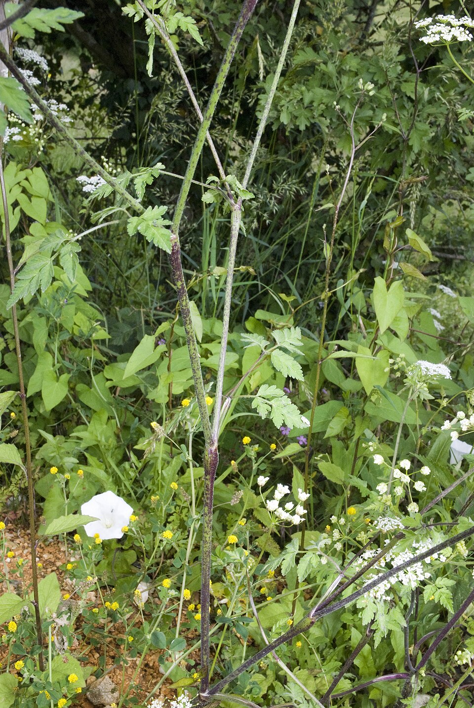 Chaerophyllum temulum (Rough chervil)