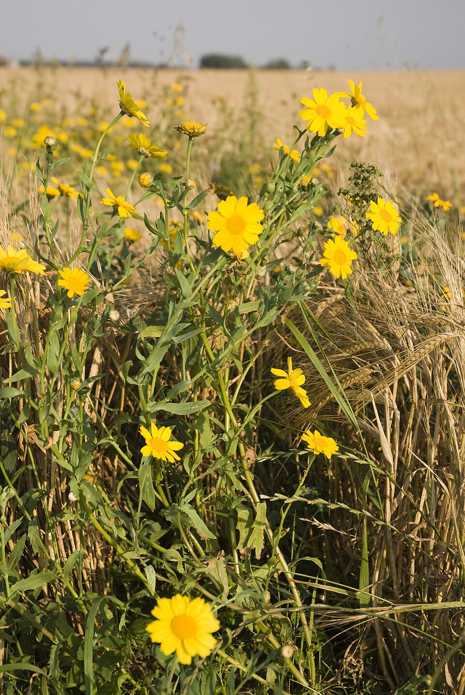 Glebionis segetum (Corn Marigold)