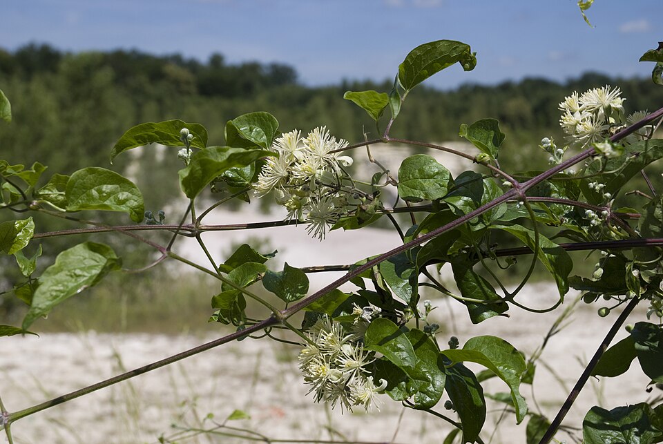 Clematis vitalba (travelers-joy) (alternate view 6)