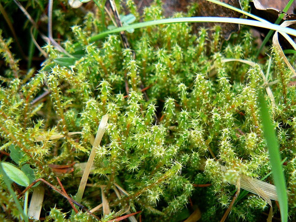 Rhytidiadelphus squarrosus (Square Gooseneck Moss)