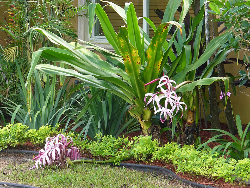 Crinum × amabile (Giant Spider Lily)