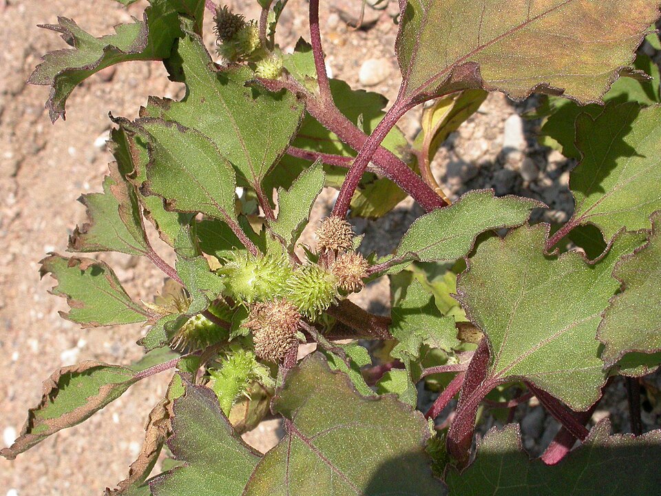 Xanthium strumarium (rough cocklebur)