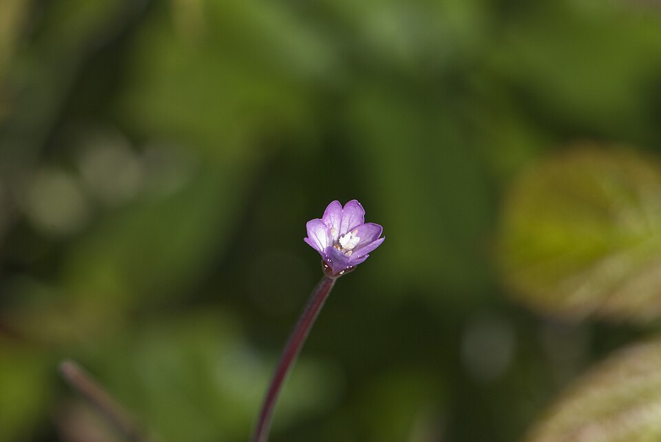 Epilobium montanum (Broad-leaved Willowherb)