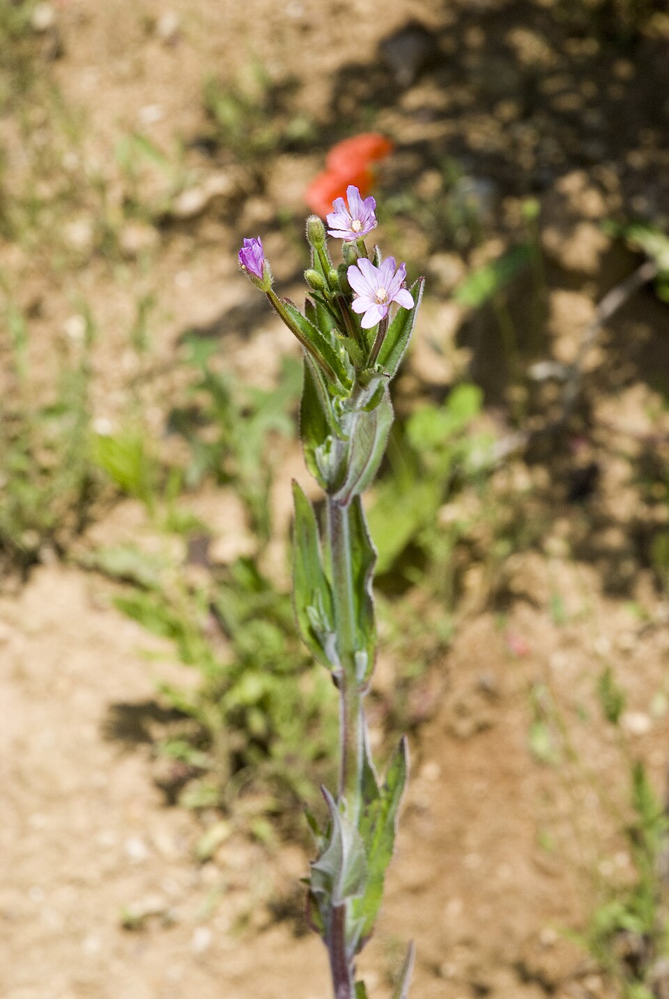 Epilobium parviflorum (Hoary Willowherb)
