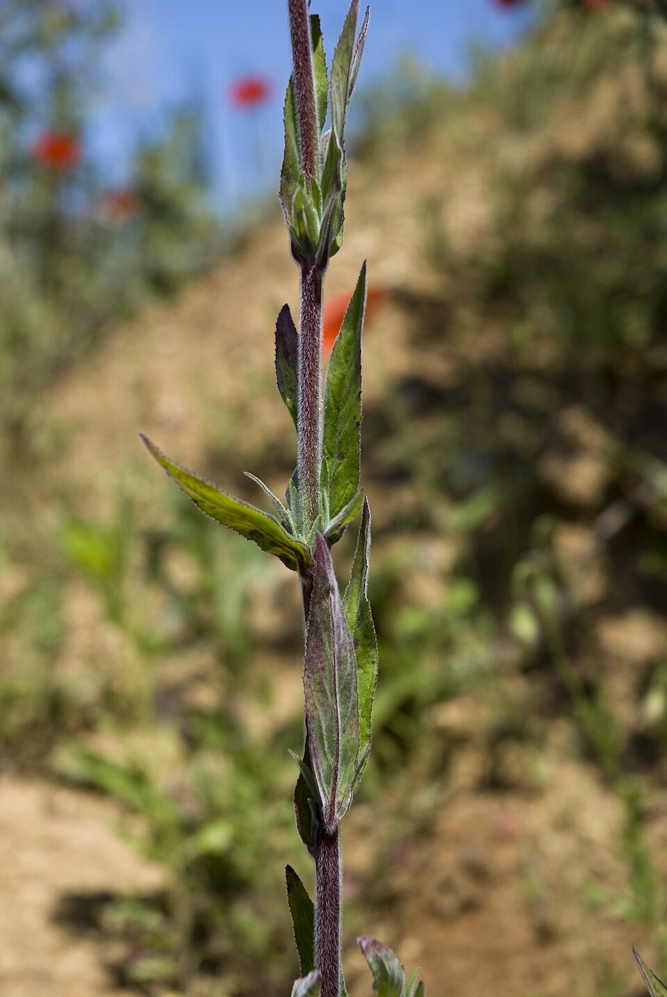 Epilobium parviflorum (Hoary Willowherb)