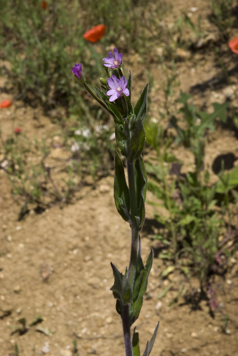 Epilobium parviflorum (Hoary Willowherb)