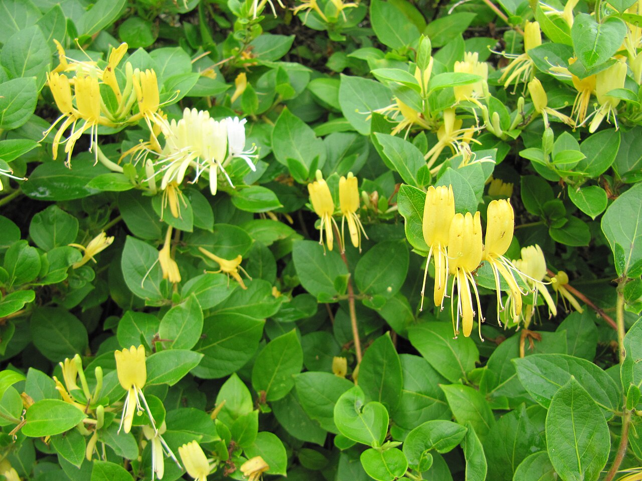 Lonicera japonica, Japanese honeysuckle — climbing semi-evergreen (Caprifoliaceae) (image 8 of 10)