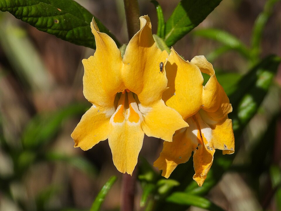 Diplacus longiflorus (southern bush monkeyflower) (alternate view 2)