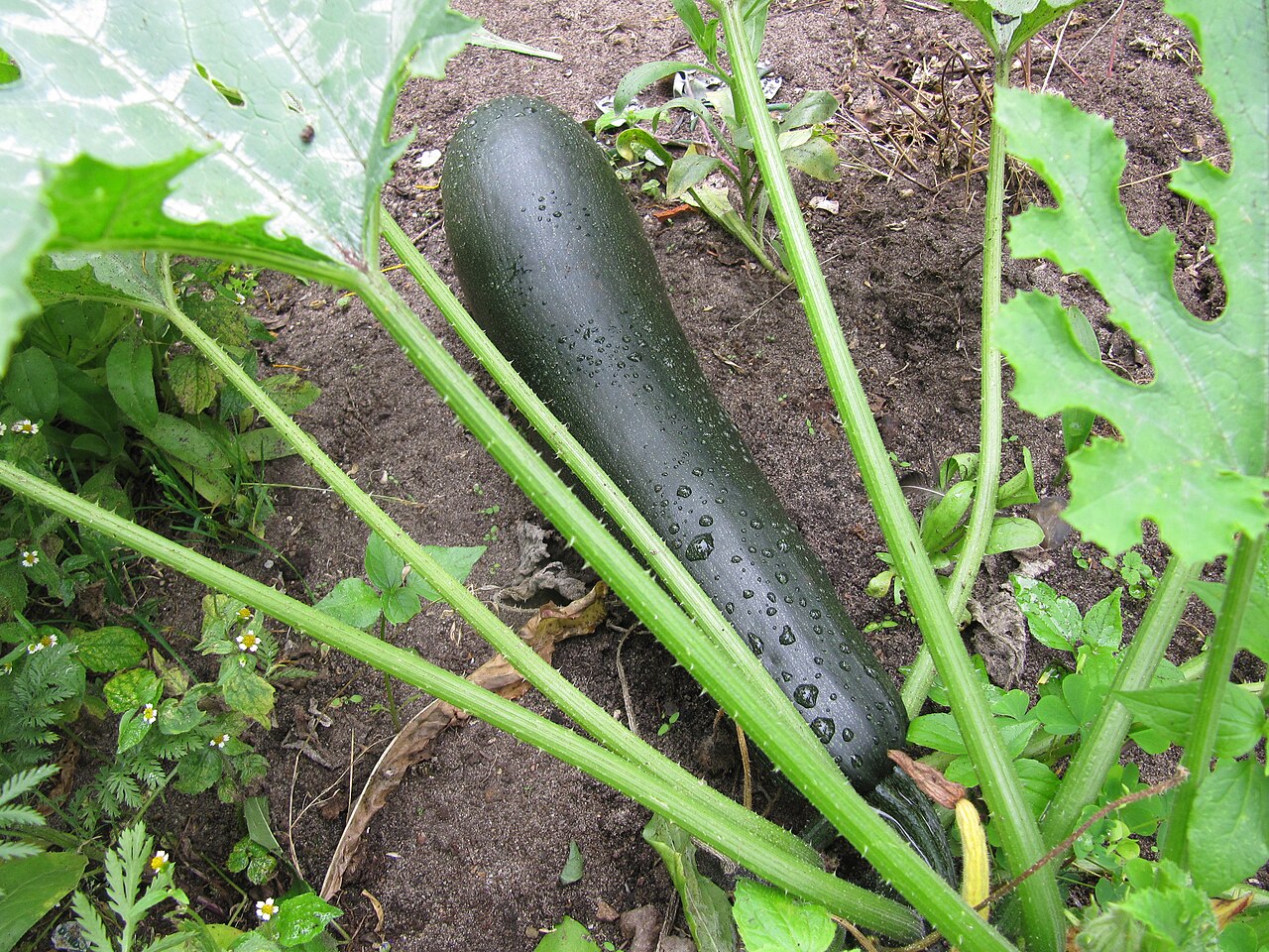 Cucurbita pepo, Summer squash — spreading deciduous (Cucurbitaceae) (image 9 of 9)