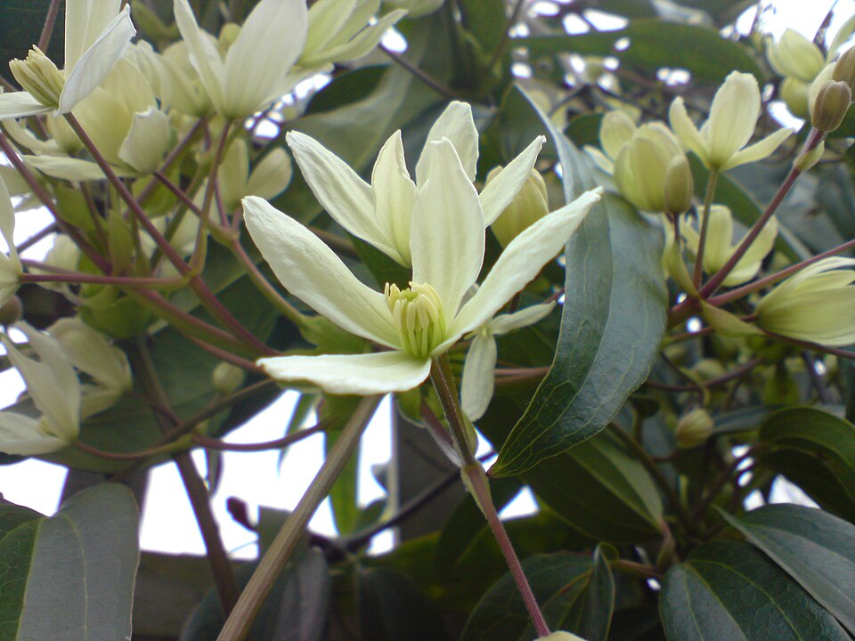 Clematis armandii (Armand Clematis) (alternate view 4)
