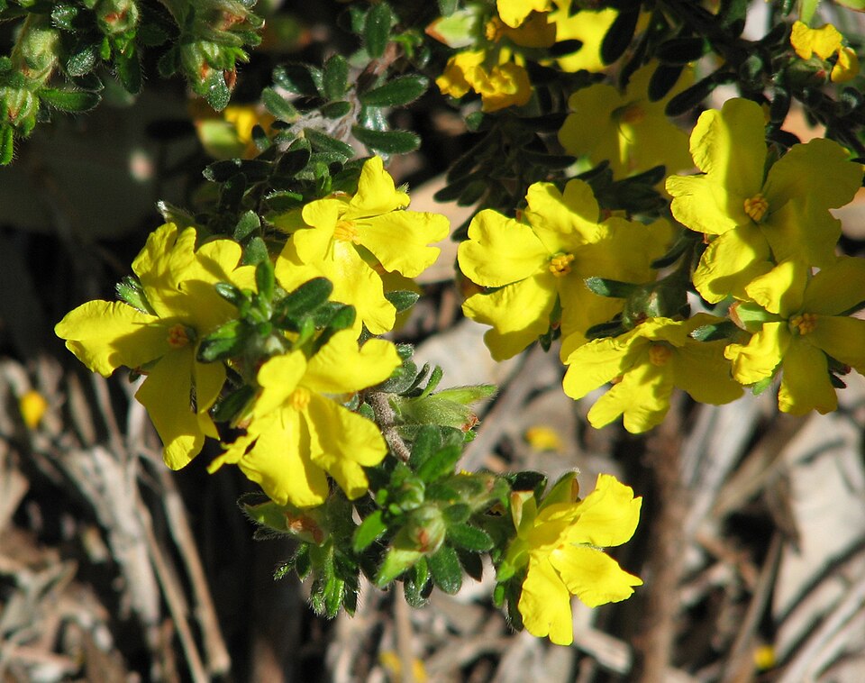 Hibbertia sericea (Silky Guinea-flower)