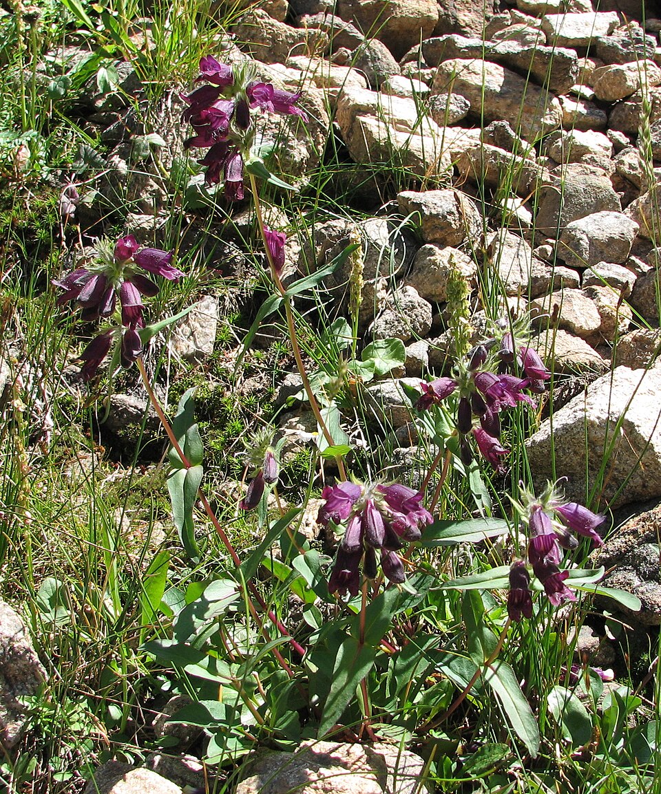 Penstemon whippleanus (Whipple's penstemon) (alternate view 6)