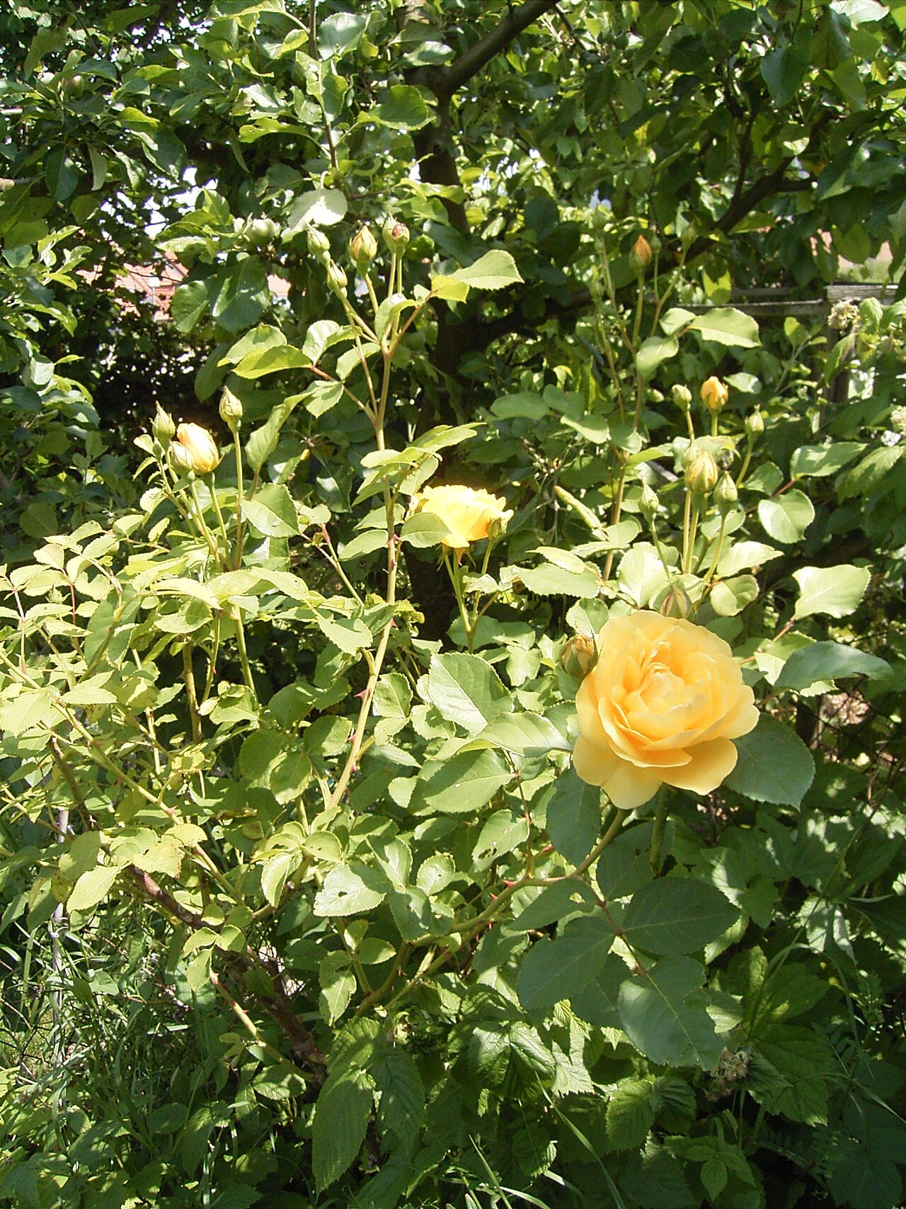 Rosa 'Graham Thomas', Rose 'Graham Thomas' — upright deciduous (Rosaceae) (image 1 of 10)