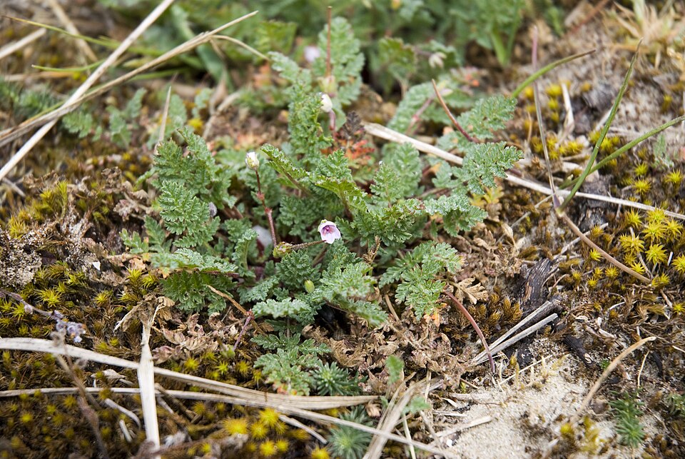 Erodium cicutarium (Redstem Stork's-bill)