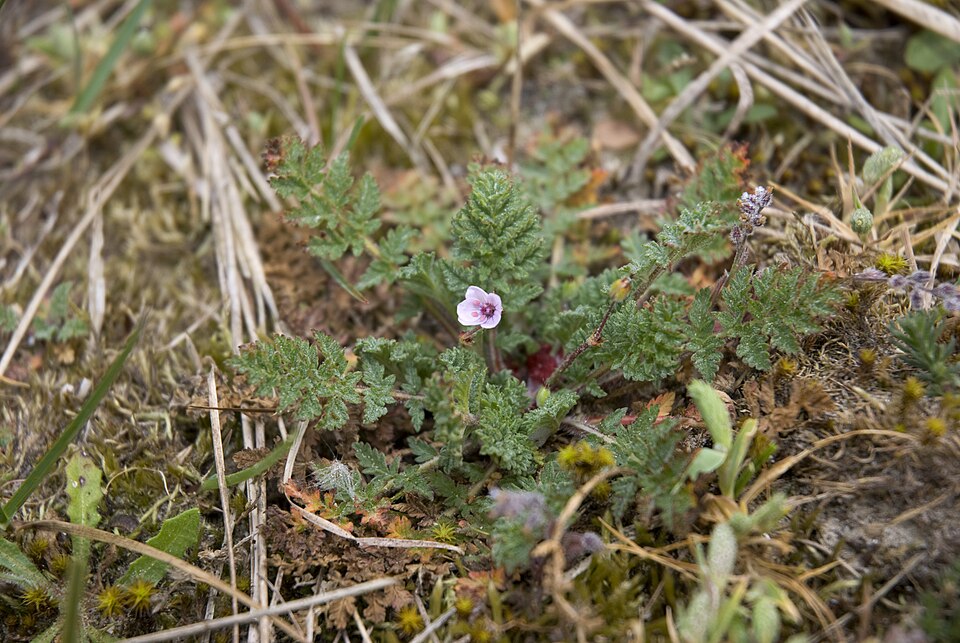 Erodium cicutarium (Redstem Stork's-bill)