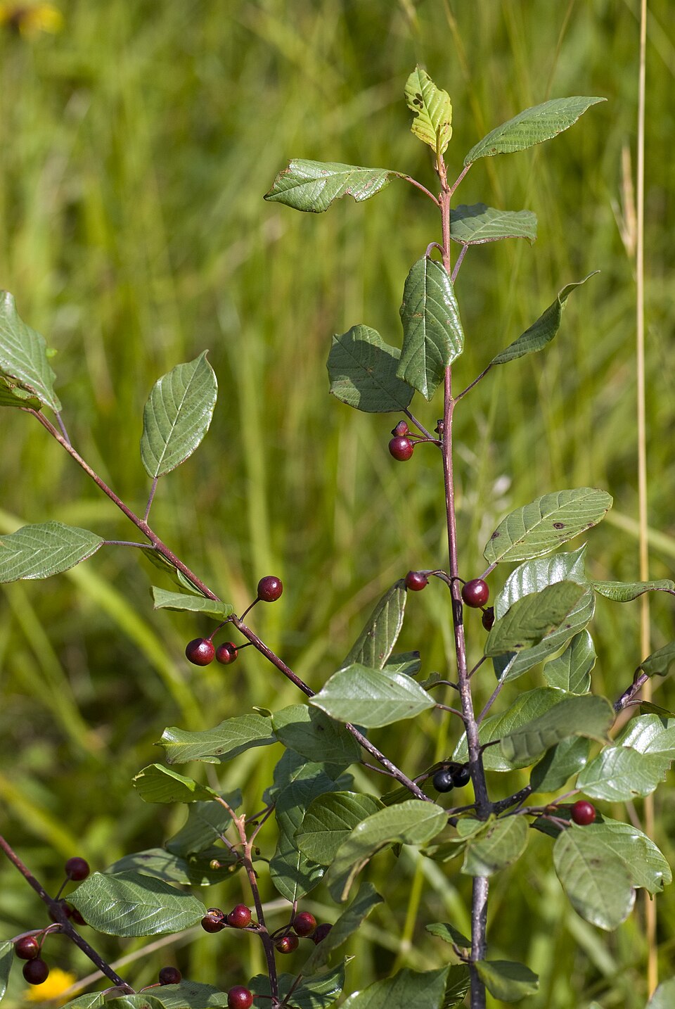 Frangula alnus (alder buckthorn)